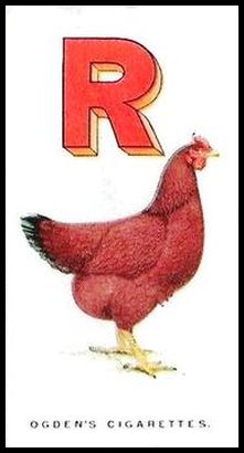 18 R for Rhode Island Red